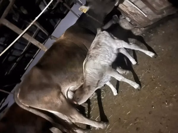 Cow, Cattle — Georgia