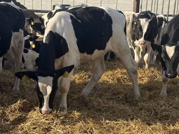 Bull, Russian Black pied cattle