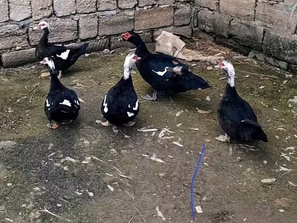 Ducks — Azerbaijan
