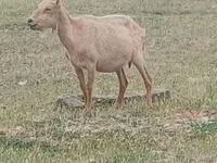 Buk, Alpine goat — foto 1