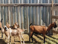숫염소, Nubian Goat — 사진 3
