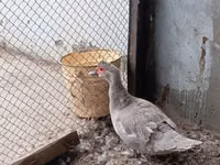 Ducks — عکس 1