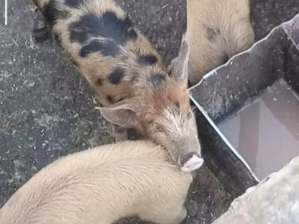 Schweine (Partie, Geschlecht nicht angegeben), Schweine — Usbekistan