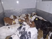 Bull, Simmental cattle — photo 1