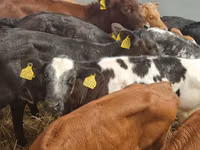 Bull, Simmental cattle — photo 3