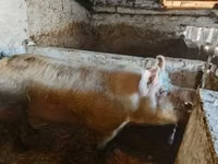 خنزير ذكر, الخنازير — الصورة 5