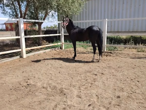 حصان, Akhal-Teke
