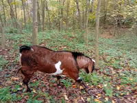 Ziegenbock, Ziegen — Foto 3