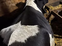 Vache, Russian Black pied cattle — photo 2