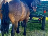 Horse (M), Horses — photo 1