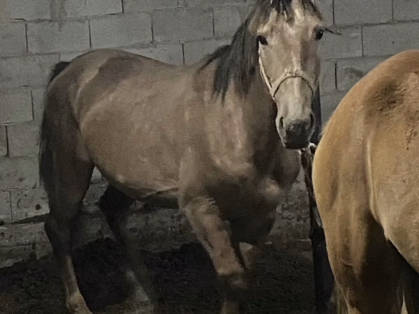 Yegua, Caballos