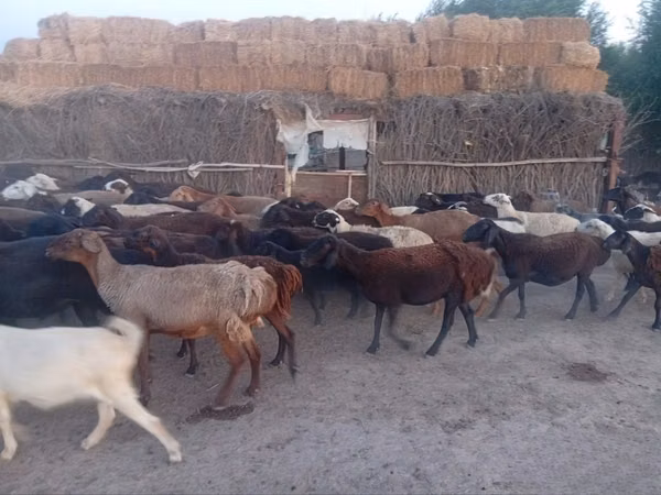Sheep, Sheep — Uzbekistan