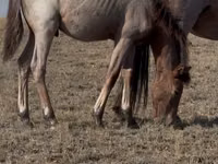 Kuda betina, Kazakh horse — foto 5