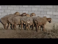 Sheep, Arashan sheep — photo 3