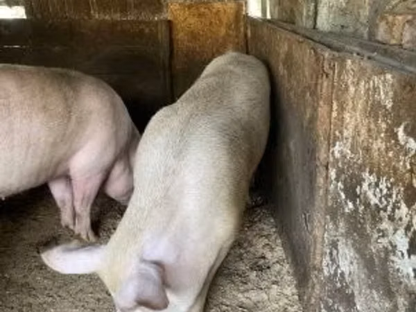Boar,  — Hungary