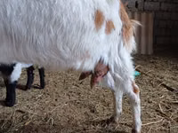 Kozel, Nubian Goat — foto 2