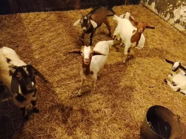 Get, Boer goat