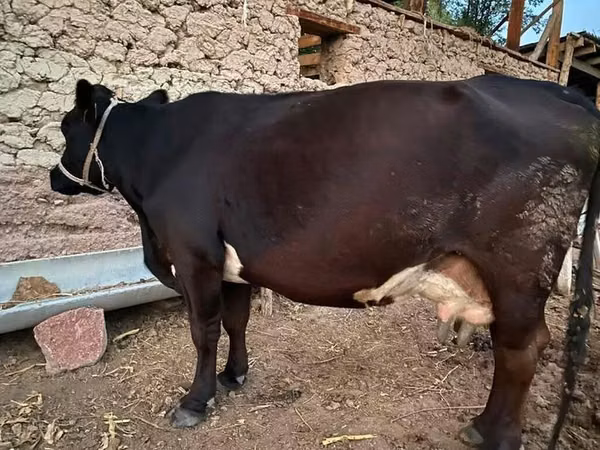 Cow, Alatau breed — Kyrgyzstan