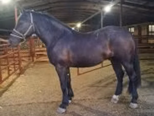 Horse (M), Nonius horse — Hungary