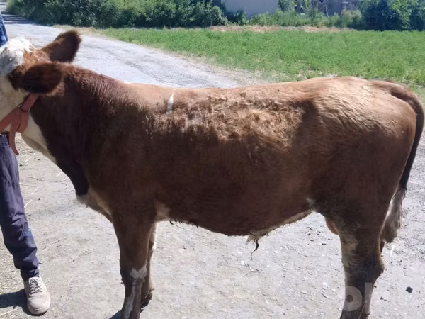 Býk, Simmental cattle