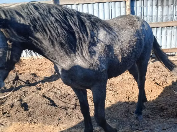Horse (M), Orlov Trotter — Kazakhstan