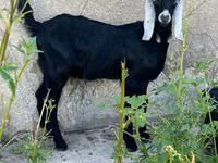 Billy Goat, Nubian Goat — photo 4