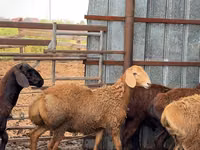 Ram, Sheep — photo 8