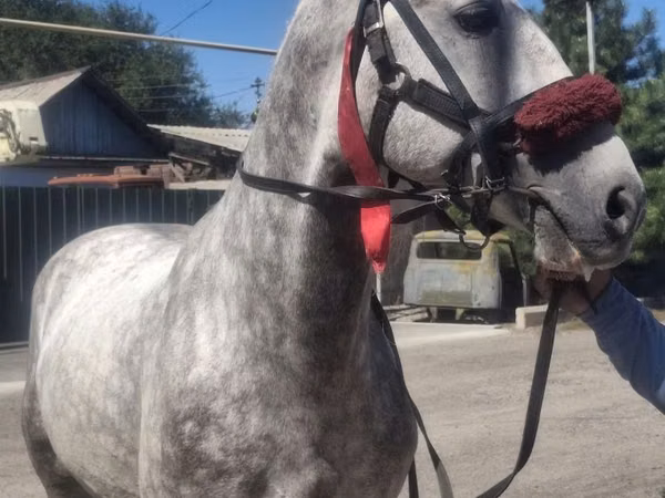 Horse (M), Horses — Kazakhstan