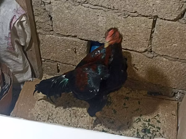 Chickens