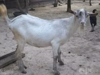 Goat, Alpine goat — photo 1