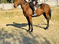 Horse (M), Horses — photo 2