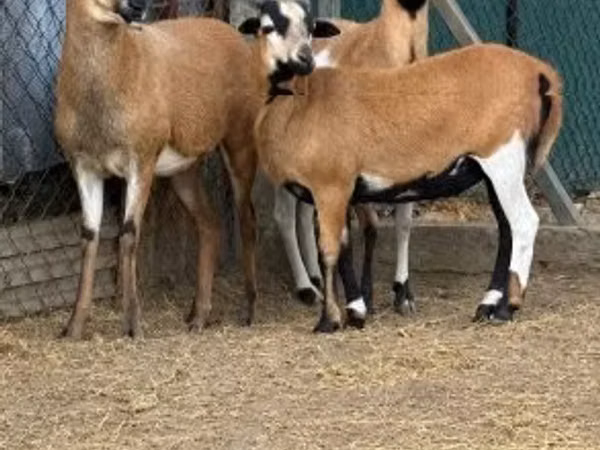 Widder, Cameroon sheep — Ungarn