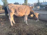 雌牛, Swiss cattle — 写真 3
