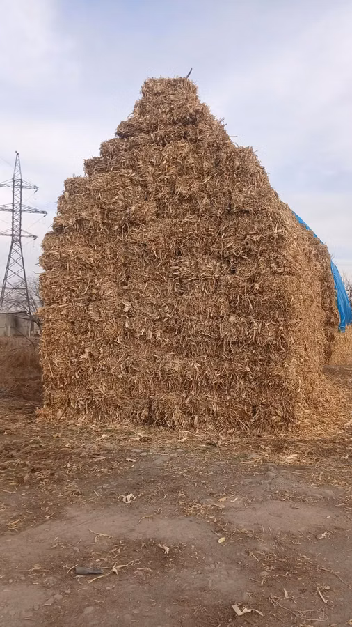 Пресованная кукрузный шелуха в тюках продаю по 180 сом самовывоз