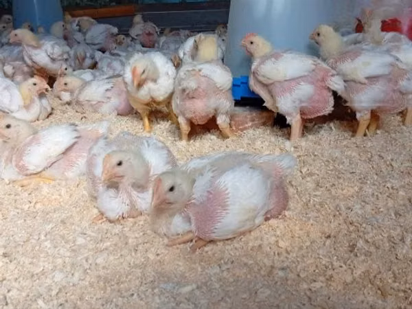Chickens