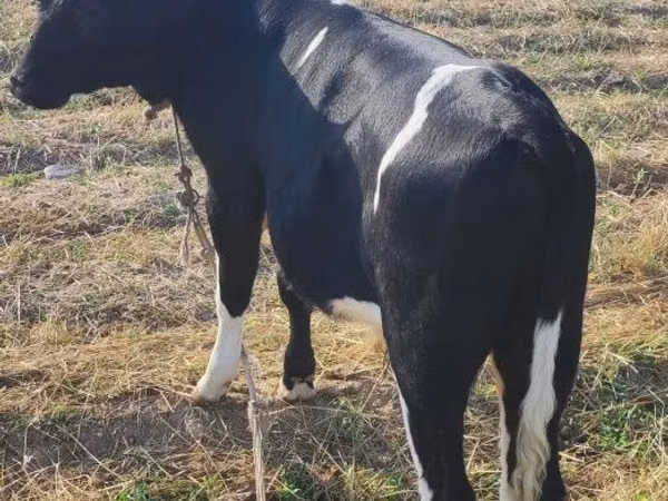 गाय, Russian Black pied cattle