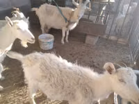 Cabra, Russian White goat — foto 2