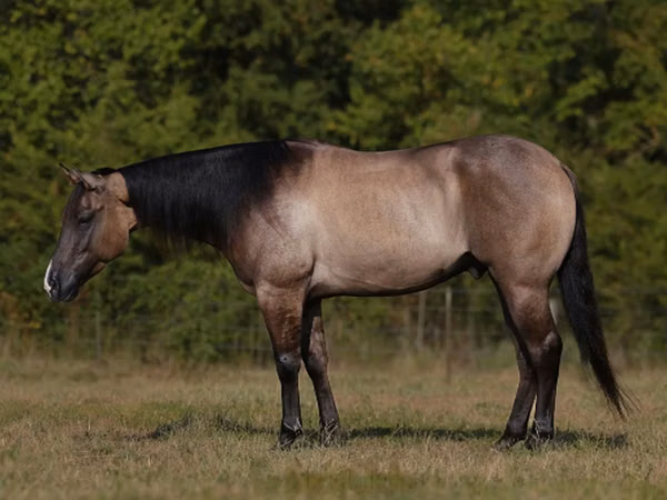 اسب نر, Quarter Horse — ایالات متحده