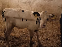Boğa, Russian Black pied cattle — foto 1