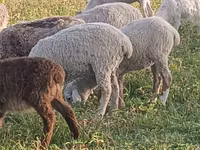 Kambing jantan, Sheep — foto 1