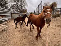 Mare, Kazakh horse — photo 3