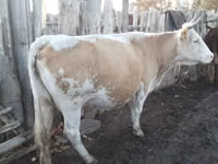 Cow, Latvian Blue cattle — photo 1