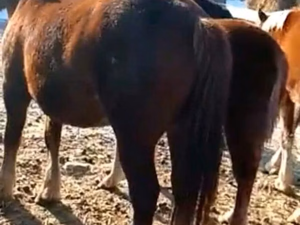 Horse (M), Horses