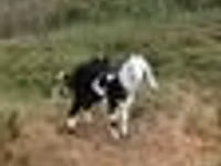 Koza, Beetal goats — foto 8