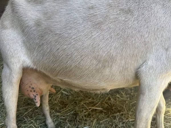Goat, Goats — Kazakhstan