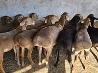 Sheep, Arashan sheep — photo 4