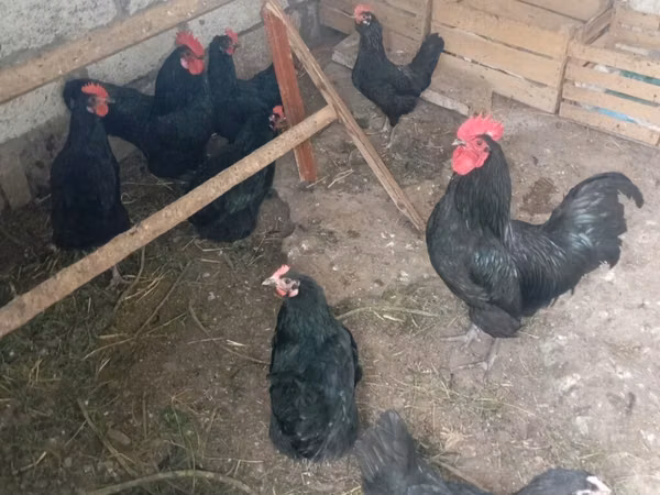Australorp — Азербејџан