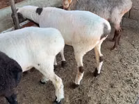 मेढ़ा, भेड़ — फ़ोटो 1
