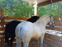 Horse (M), Horses — photo 6