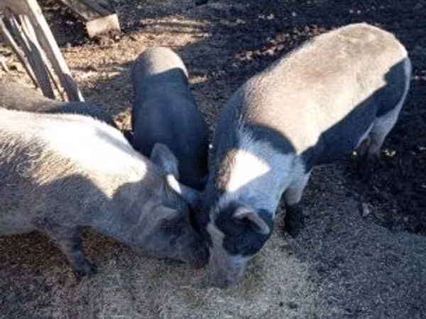 Boar, 